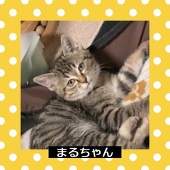 里親さま決定❤️まるちゃん♀