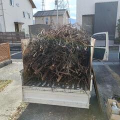 ゴールドクレストの乾燥した枝