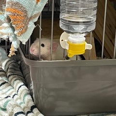 急募:ダンボラット