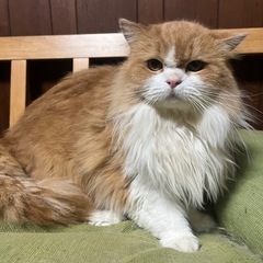 スコティッシュ⛄️男の子