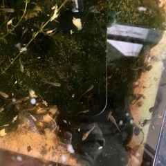 ミックスのメダカの針子 の画像