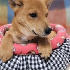 仔犬の里親募集