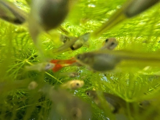 000 グッピー 稚魚 の 販売 MIX 雄雌 選択 不可 高いグッピーも混じる可能性あります 色付き 良いグッピー 沢山 居ます 水槽 淡水 大量 激安 特価 安全 貴重 熱帯魚 アクアリウム 水草 石巻貝 や ピンクラムズホーン なども 販売中 限定 特典 コブラ タキシード エンドラーズ など