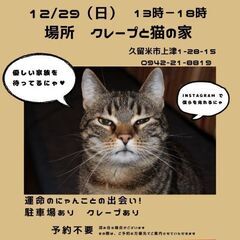 保護猫譲渡会12/29(日)