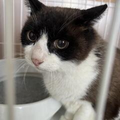 迷子猫　保護しています