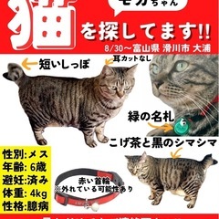 【富山県】しっぽの短いキジトラ猫‼️