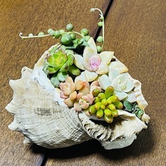多肉植物　寄せ植え