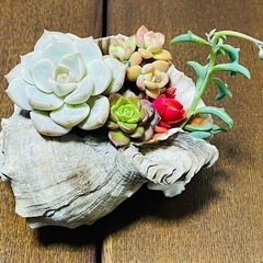 多肉植物　寄せ植え