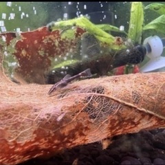 オトシンネグロ　苔取りなどに☆の画像