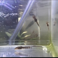 オトシンネグロ　苔取りなどに☆