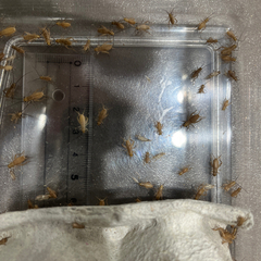 餌用　ヨーロッパイエコオロギSサイズ　爬虫類　熱帯魚の画像