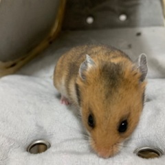 生後1ヶ月のハムちゃん