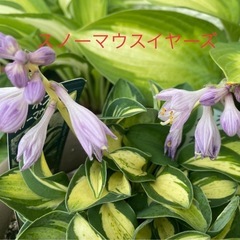 ギボウシ　スノーマウスイヤーズ