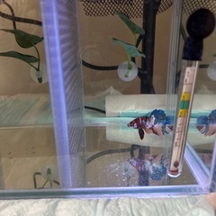 キャンディベタの画像