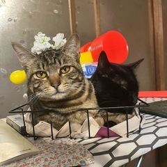 性格の良いかわいいカギしっぽ猫 - 安来市