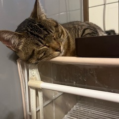 性格の良いかわいいカギしっぽ猫 - 猫