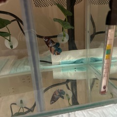 キャンディベタの画像