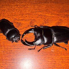 国産オオクワガタ　ペア♂69♀43