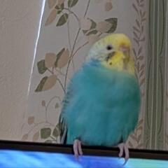 【受付終了】セキセイインコ4羽一緒に引き取って欲しいです