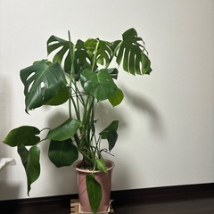 お話し中ー観葉植物の画像