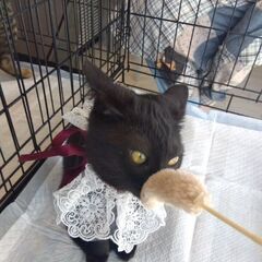 譲渡会参加　黒猫ちゃん　姉妹 - 長崎市