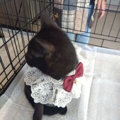譲渡会参加　黒猫ちゃん　姉妹 − 長崎県