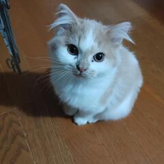 マンチカン猫です。