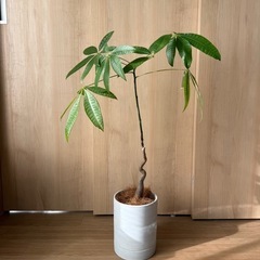 パキラ　観葉植物