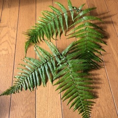 ウラジロ(1対)