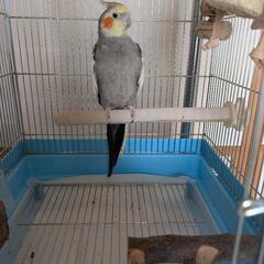 オカメインコ　男の子