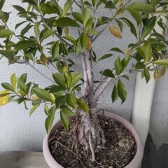パキラ