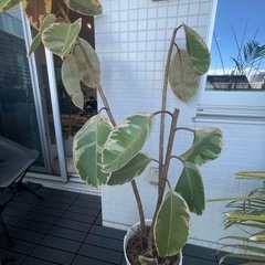 ゴムの木