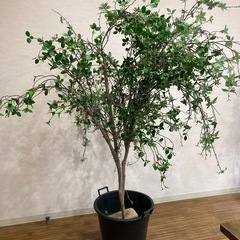 観葉植物、グリーン
