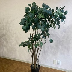 観葉植物、グリーン