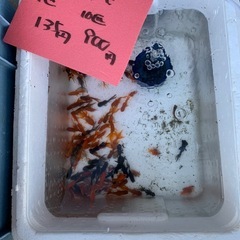 2cm金魚MIX1匹135円10匹900円です