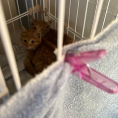 生後2ヶ月⭐︎子猫（一時募集停止中） - 猫