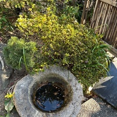 19.石　水受け