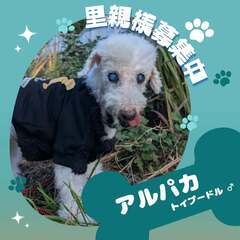 【里親募集】おっとり縁側暮らしのトイプーお爺ちゃん、アルパカくん