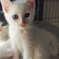 2ヶ月の可愛い子猫です