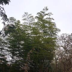 竹あるだけ切り放題