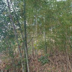 竹あるだけ切り放題の画像