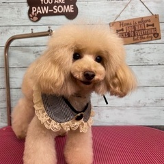 トリミングします✂︎ 貝塚市 - 貝塚市