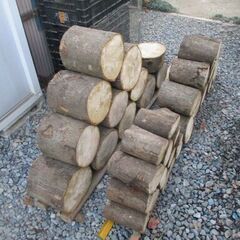 ■(完売) :丸太・樫(カシ) の広葉樹-1の画像