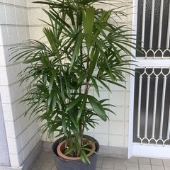 棕櫚竹。プラスチィックカバー付き