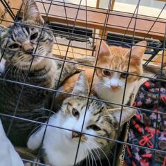 3兄弟猫の飼い主さん（キジ白）★譲渡完了