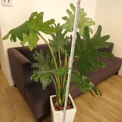 ⑥フェイクグリーン　観葉植物の画像