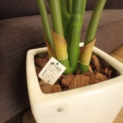 ⑥フェイクグリーン　観葉植物の画像