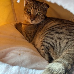 トッポ君⭐︎優しさの塊☺️他の猫ちゃんも大好きな男の子☺️