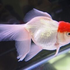 丹頂　金魚
