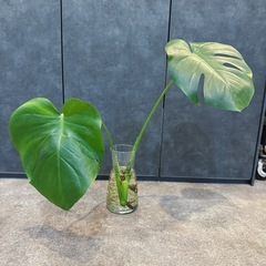 モンステラ　水差し栽培　観葉植物